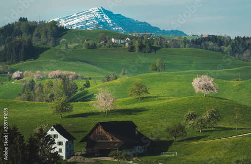Trees in rolling landscape,Hirzel Switzerland © Samitdoc