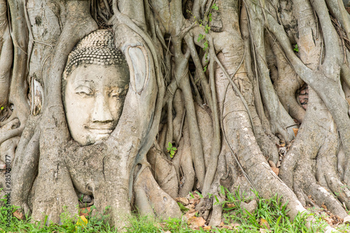 Stone buddha head in tree root at Wat Mahathat temple. © toptop28