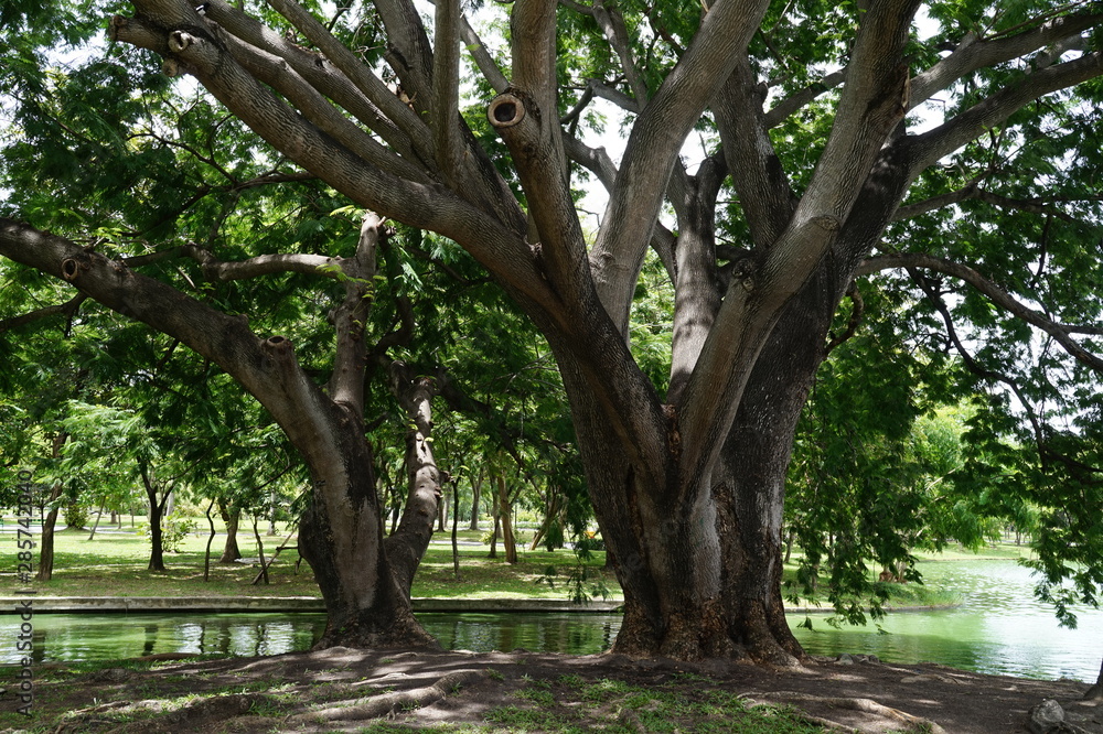 Big trees, beautiful umbrellas, relaxing Big trees, beautiful umbrellas, relaxing
