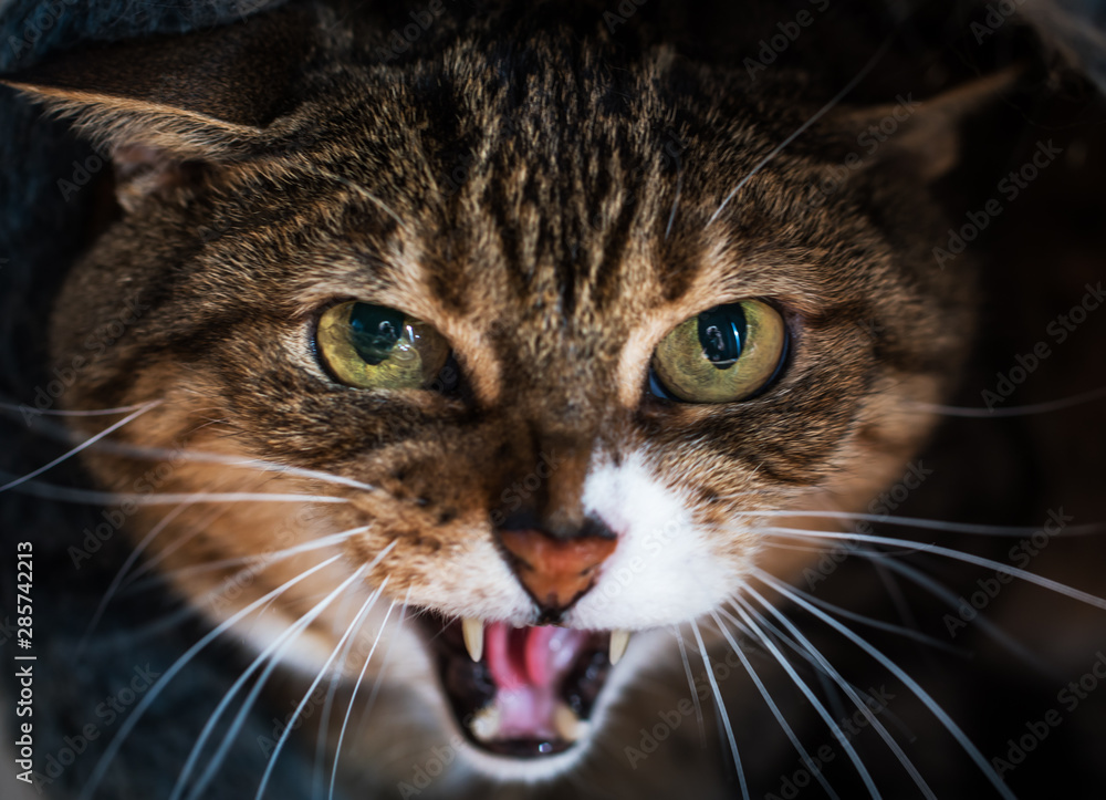  hissing aggressive tabby cat showing teeth with yellow eyes.  Close up
