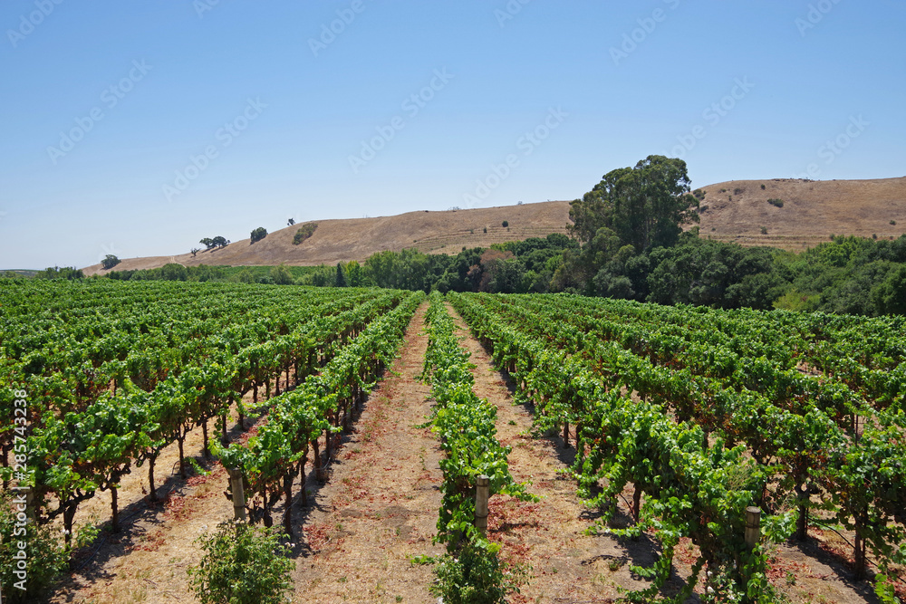 Panoramic view over the central California wine country landscape with rows of vine plants