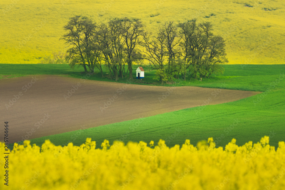 A golden field of rapeseed South Moravia Region,Czech Republic