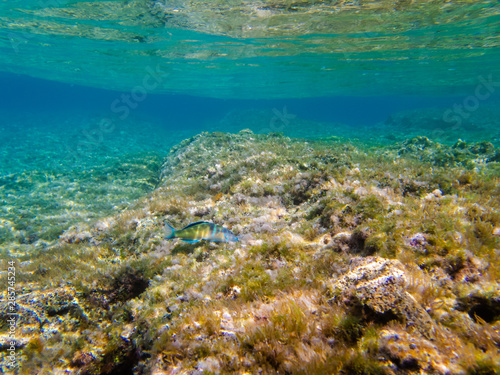 Peacock Wrasse in the Mediterranean