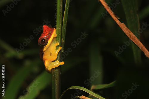 Red skirted tree frog, dendropsophus rhodopeplus, with black stipes siting on a thin green stem photo