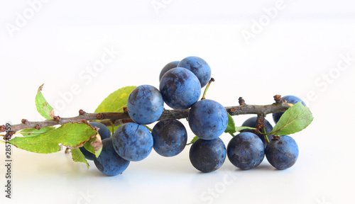Romantic autumn still life with blackthorn on a white wooden table.Nature concept. Prunus spinosa is a large deciduous shrub or small tree.