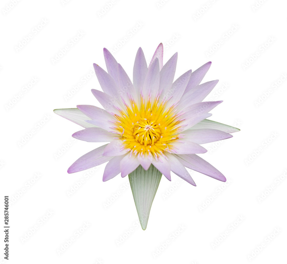 Light purple blooming Hilary lotus isolated on white background, Violet petals and yellow pollens water lily