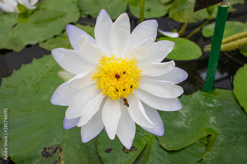 White and purple blooming lotus in the pond