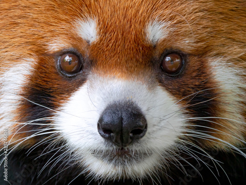 レッサーパンダ 王子動物園 Stock 写真 Adobe Stock