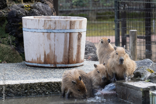 最大のねずみ