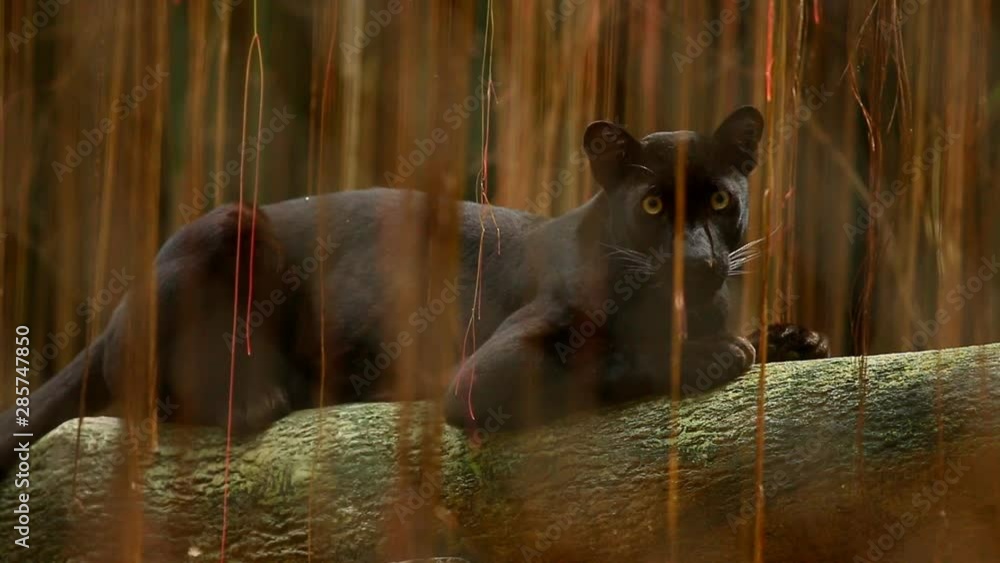 Black panther sitting and looking , Chiamgmai Thailand Black panther sitting and looking , Chiamgmai Thailand