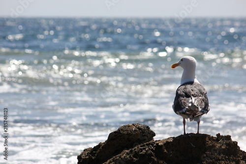 Seagull watching Ocean