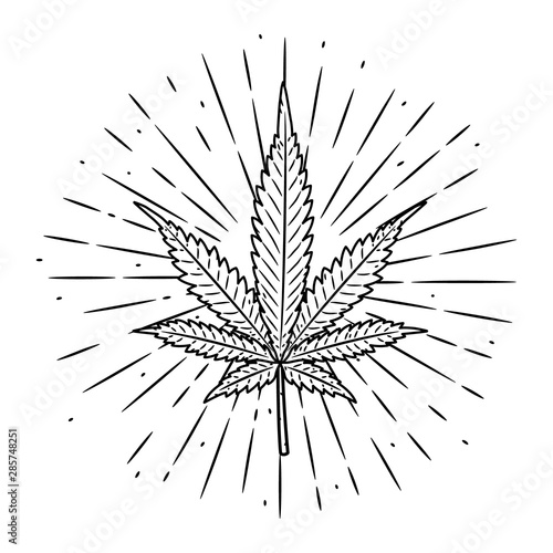 Hand drawn vector illustration with marijuana leaf on blackboard. Used for poster, banner, t-shirt print, bag print, badges and logo design.