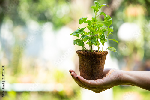 Photography Watercress with Coconut coir fibre pot on Woman's right hand in the garden, Orga
