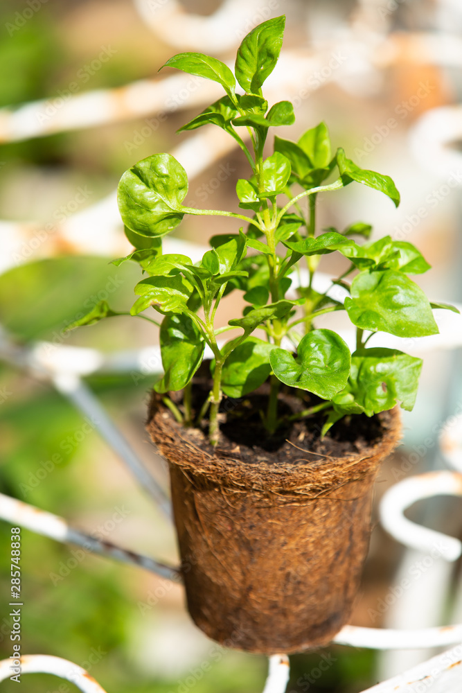 Watercress with Coconut coir fibre pot on table in the garden, Organic vegetables