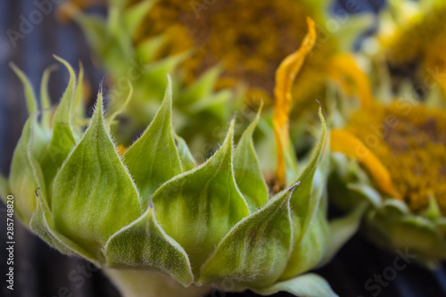 Green sunflower stem with another sunflowers on the background, farm flowers in blossom, beautiul sunflowers reay for harvesting, ripe sunflower closeup - Image photo