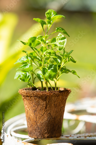 Watercress with Coconut coir fibre pot on table in the garden, Organic vegetables © eyepark
