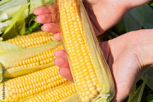 an ear of corn in a woman's hand. harvest. natural product.