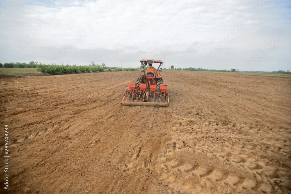 Fototapeta premium Rice cultivation in rice fields