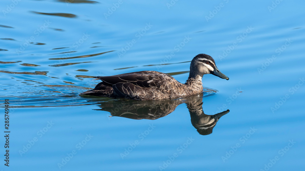 Pacific Black Duck (Anas superciliosa) subspecies 