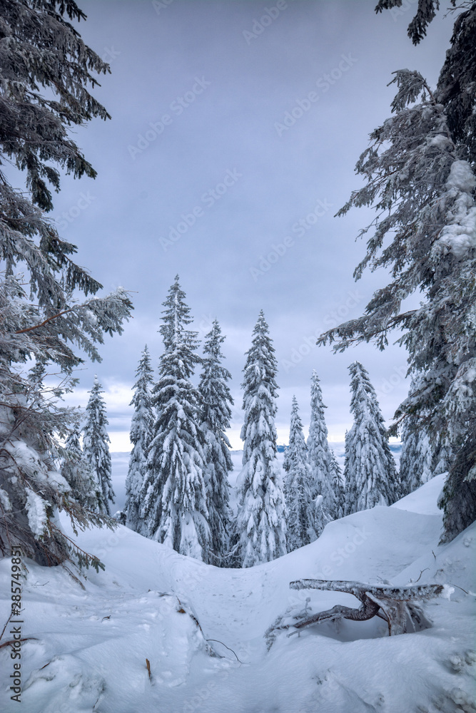 Fairytale carpathian forest covered with fresh snow