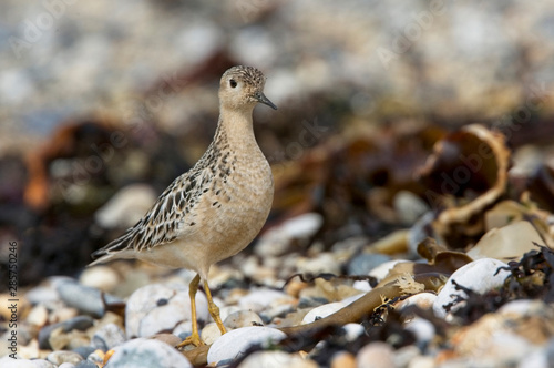 Wallpaper Mural Buff-breasted Sandpiper (Calidris subruficollis), juvenile, Marazion beach, Cornwall, England, UK. Torontodigital.ca