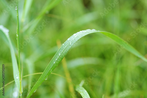 Drops of water on green grass in a summer garden after rain close-up