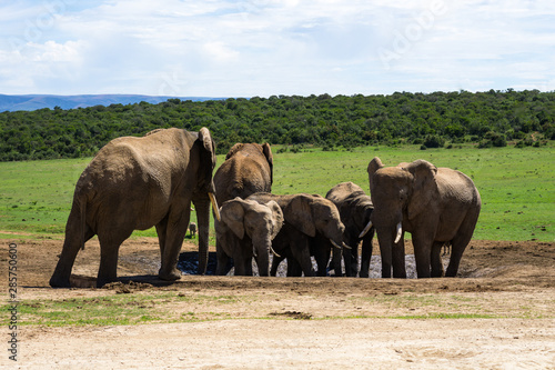 Addo Nationalpark Elefanten #1