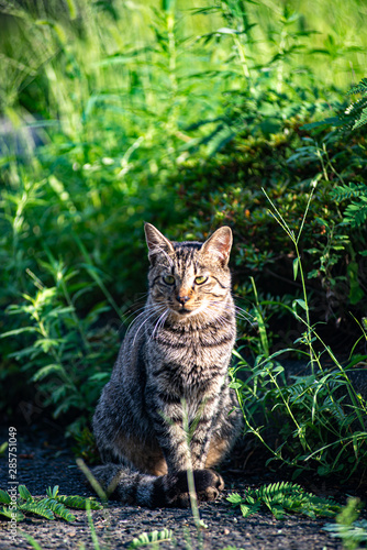 猫の記念写真 ©  Aveyasuhiro 