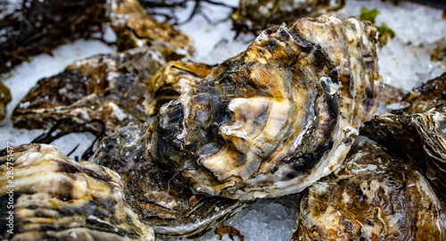 Fresh oysters at the seafood market with ice