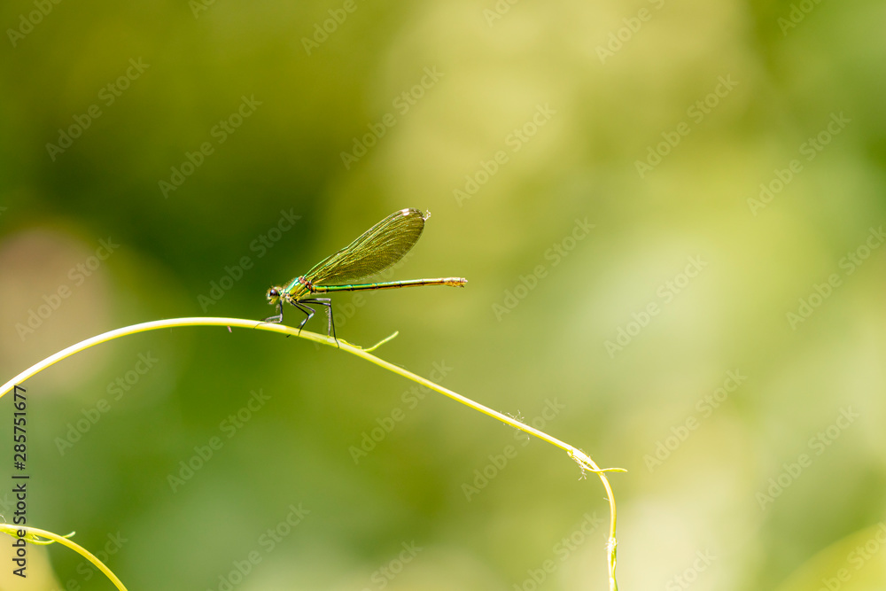 Gebänderte Prachtlibelle