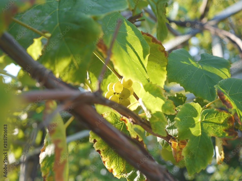Horizontal photo of ripe green grapes growing on a grape vine in a garden. Grapes harvest.