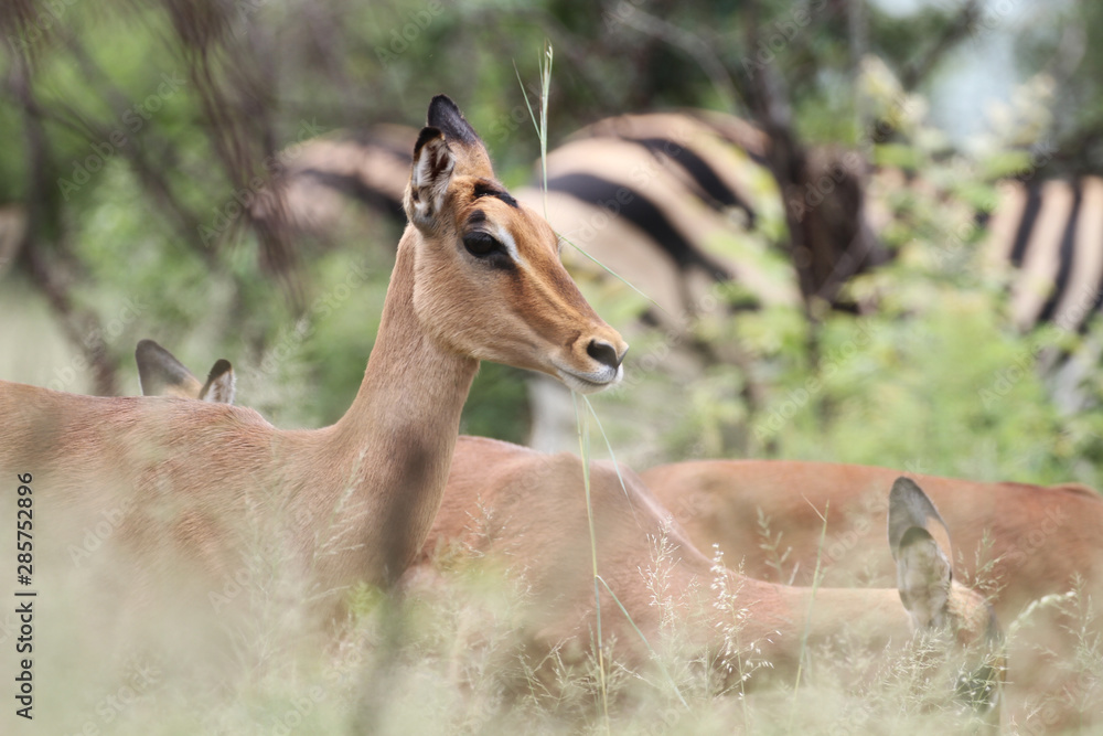 Close up of female impala Close up of female impala