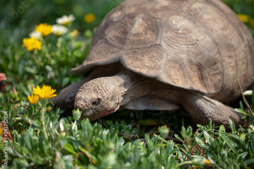 Large tortoise outdoors eating grass