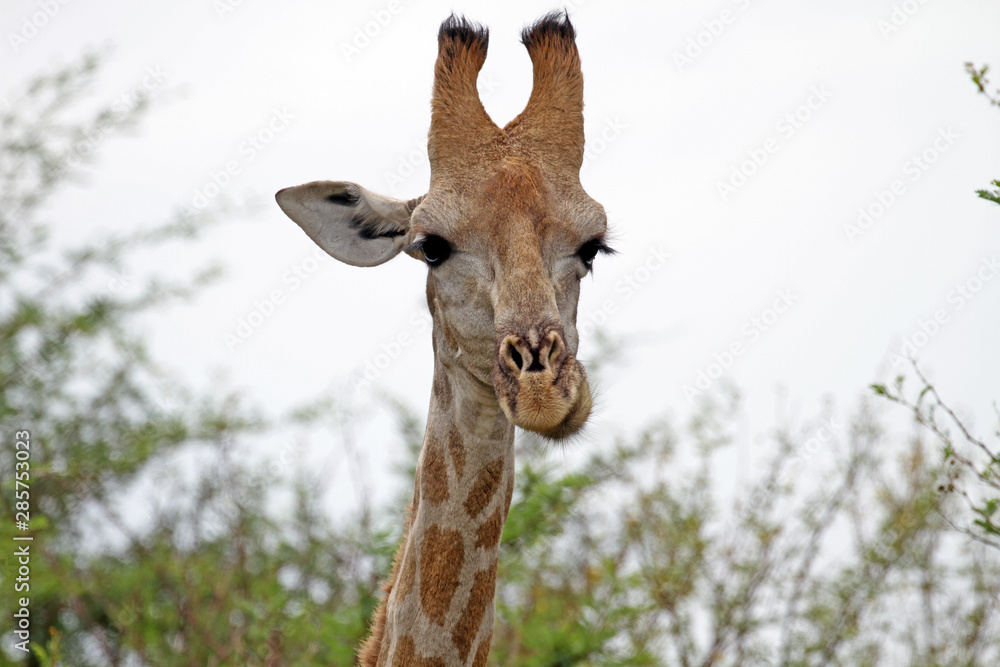 Close up of giraffe head