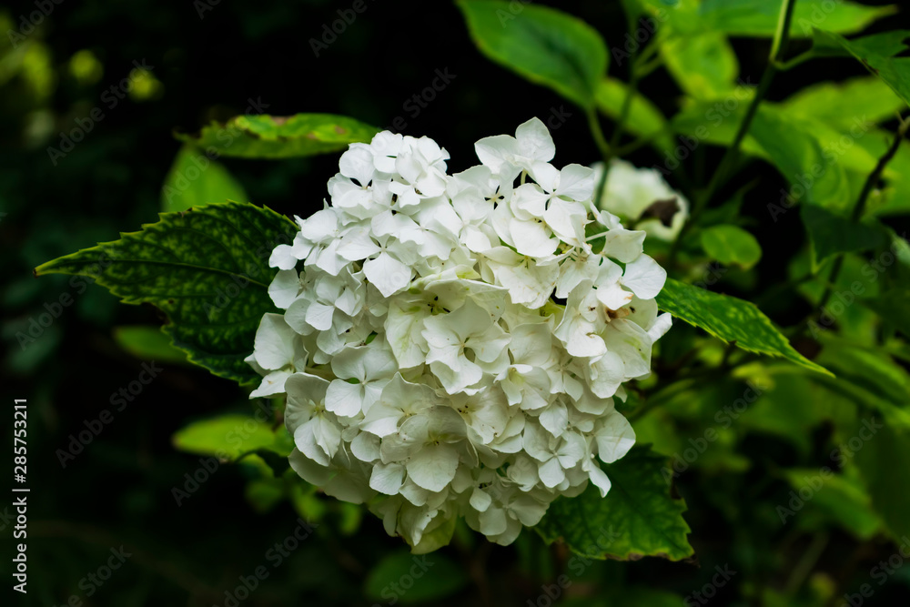 white flowers in the garden white flowers in the garden