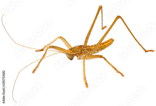 Saga (bush cricket or katydid), Saga ornata (Orthoptera: Tettigoniidae). Male. Isolated on a white background