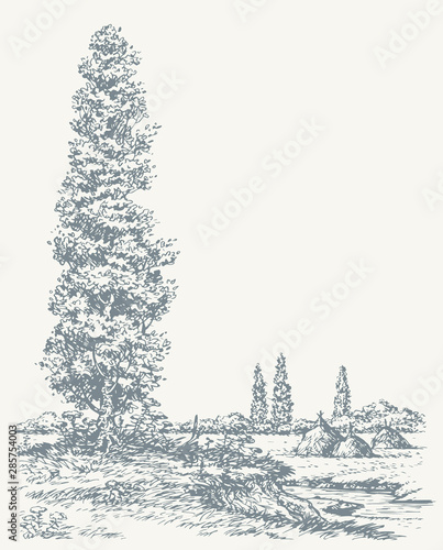 Poplar on a hill above the river. Vector drawing