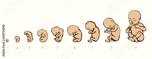 The development of the fetus of the child. Vector drawing