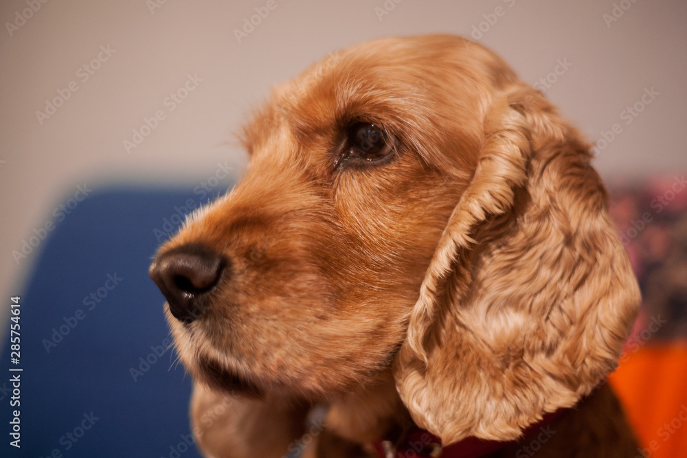 Cute pet spaniel dog in a cozy home environment. A sad look of a fluffy puppy. Light red english spaniel. closeup portrait.