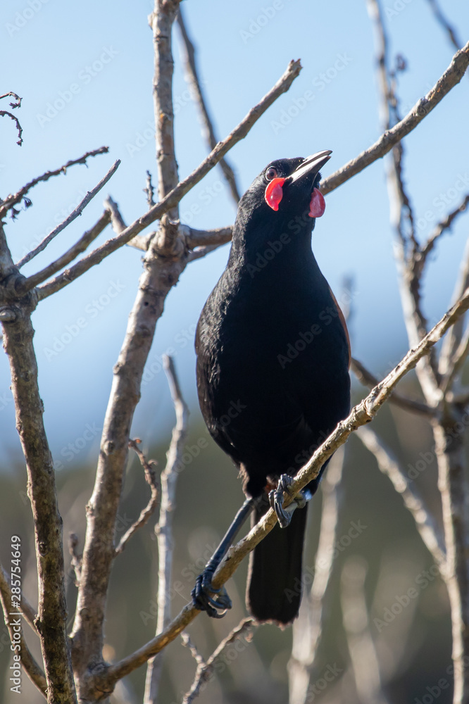 Tieke Saddleback Endemic Wattlebird of New Zealand Tieke Saddleback Endemic Wattlebird of New Zealand