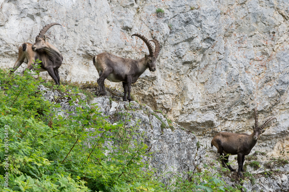 Capricorns standing on a steep rock in the Alps Capricorns standing on a steep rock in the Alps