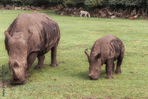 White rhinoceros, square-lipped rhinoceros, Ceratotherium simum with young rhino in the meadow. Animals in wildlife
