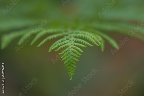 abstract image of a fallen birch leaf, Betula, fallen onto a fully grown bracken leaf, Pteridium, during a bright summers day in a forest in Scotland.