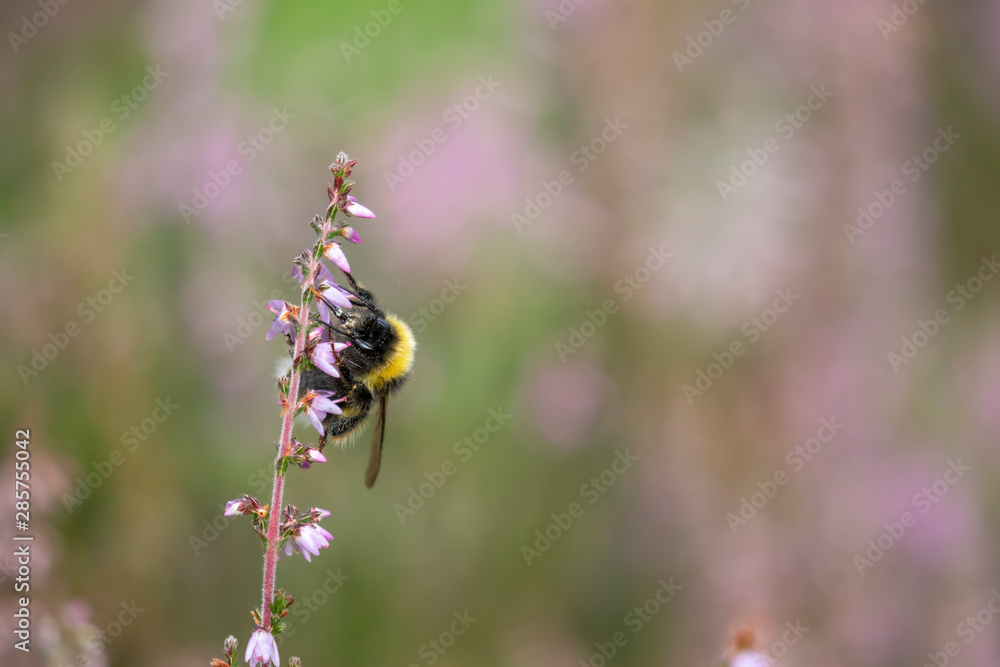 bumblebee, Bombus, feeding on the purple flowers/blooms of lung heather within a woodland during a warm summers day in Scotland. bumblebee, Bombus, feeding on the purple flowers/blooms of lung heather within a woodland during a warm summers day in Scotland.
