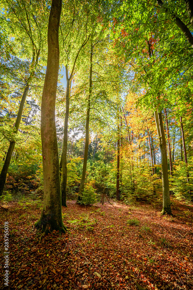 Brown and wonderful forest in the autumn with sun beam