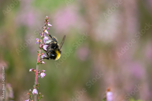 bumblebee, Bombus, feeding on the purple flowers/blooms of lung heather within a woodland during a warm summers day in Scotland. © Paul