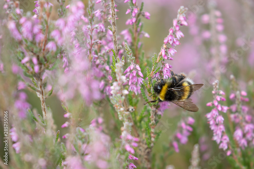 bumblebee, Bombus, feeding on the purple flowers/blooms of lung heather within a woodland during a warm summers day in Scotland.