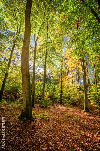 Brown and wonderful forest in the autumn with sun beam