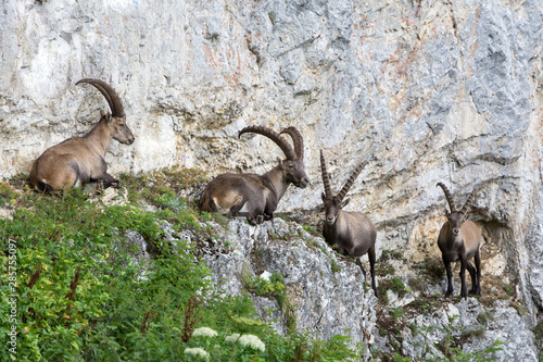 Capricorns standing on a steep rock in the Alps