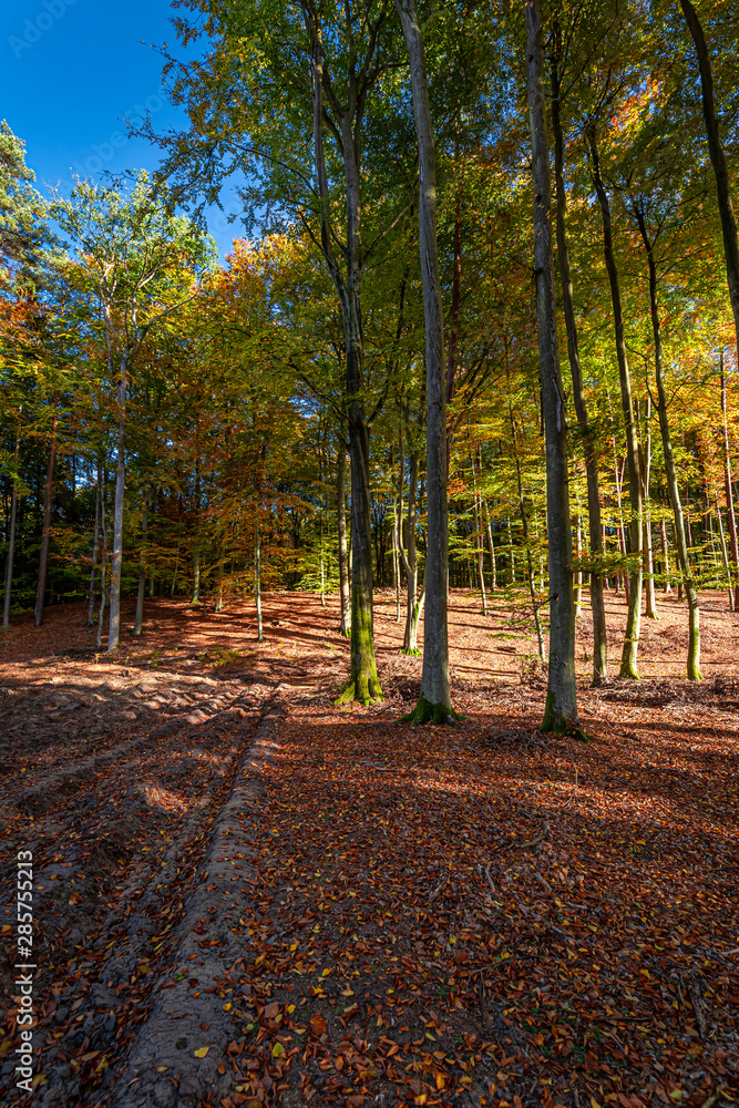 Gold and beautiful forest in the sunny autumn in Poland